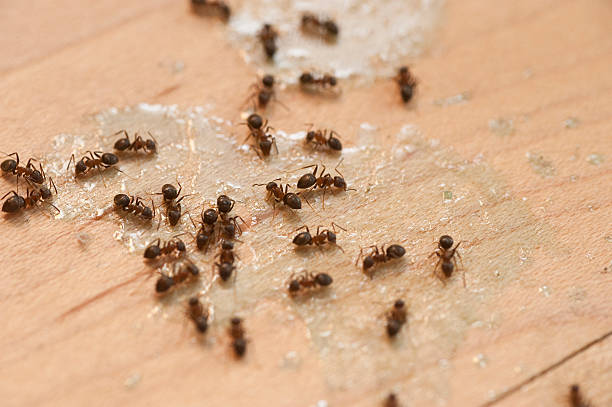 Best Pest Control Near Me  in Williamsburg, OH